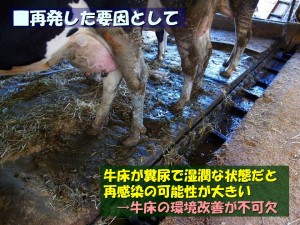 鳥取県の家保からこんにちは。（第六回）_02