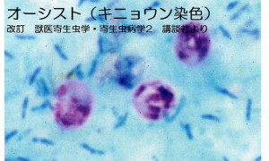 第１９話：寄生虫の話⑯_02