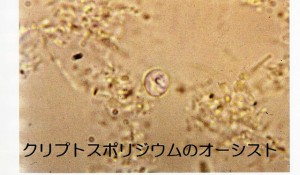 sumen_0019_01