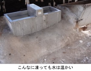 飲み水が凍る！_01