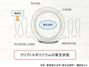 第２０話：寄生虫の話⑰