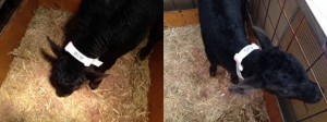 NO.２６９：牛の首輪　その２_07