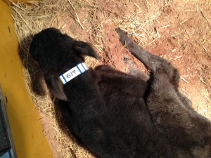 NO.２７０：牛の首輪　その３_01