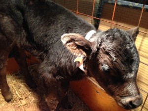 NO.２７０：牛の首輪　その３_02