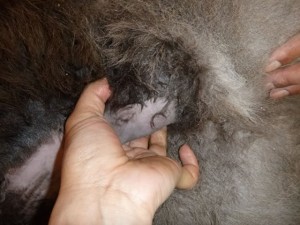 NO.２７６：おへその触診_01