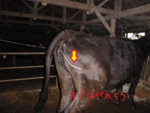 第31話コラム 写真 第31話:ヒモ問題