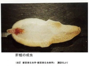 第３４話：寄生虫の話㉗