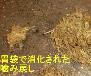 牛が吐く！_02
