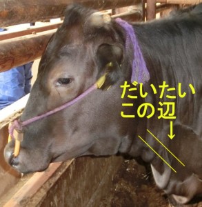 頸静脈拍動って知ってますか？