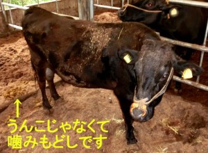 牛が吐く！_01