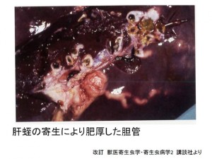 sumen_0040 第40話:寄生虫の話㉙