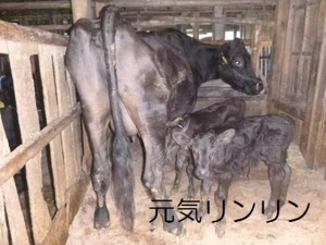 第４６：子牛パワー