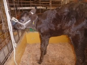 第４６：子牛パワー