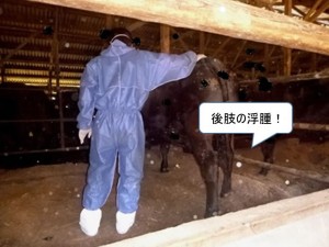 sumen_0047 第47:牛さんをみる