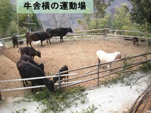実家からの発信です！_04