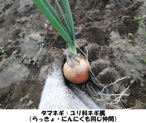 どさんこ食材ハンターみーやんの食いしん坊日記♪（第６回）_03
