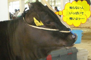 牛の獣医師になりたい！想いの始まり⑤