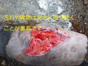 第５４話：傷の治し方　その②
