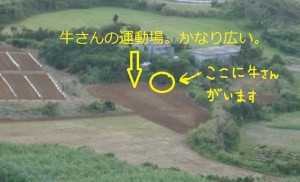 第５５話：島の牛さん_02