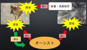 第５７話：寄生虫の話㊳