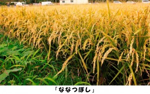 guest_20141125_01 どさんこ食材ハンターみーやんの食いしん坊日記♪(第11回)