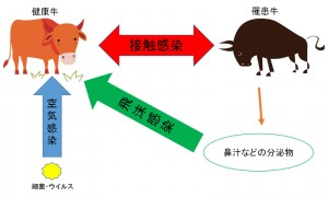 第６１話：風邪について考えてみる①
