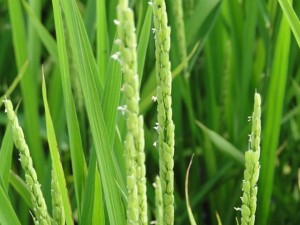 どさんこ食材ハンターみーやんの食いしん坊日記♪（最終回）_01