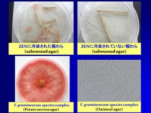 第４０８話：何が違う？