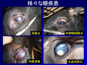 牛用眼帯！①