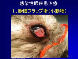 牛用眼帯！①