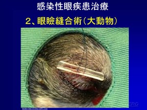 牛用眼帯！②