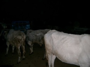 中国牧場奮闘記　その９