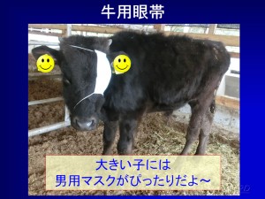 牛用眼帯！④