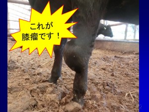 膝瘤ってなんですの～？①