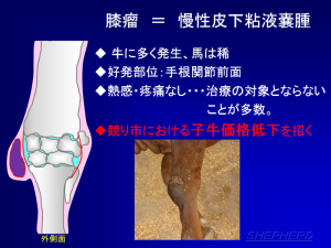 膝瘤ってなんですの～？②