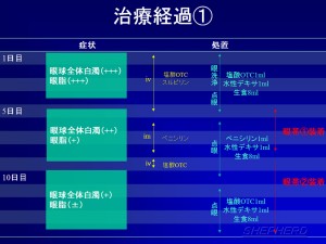 牛用眼帯！⑤