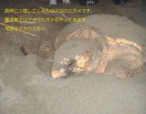 sumen_0083