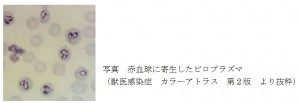 toda_0039_02 第39話「ちばなし⑥~赤血球の数~Part 2」