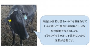 第８８話：子牛についていろいろ①