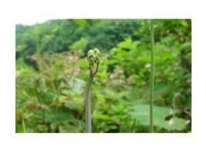 toda_0044