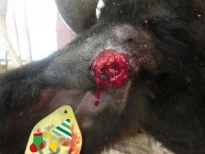 耳血腫 (3)