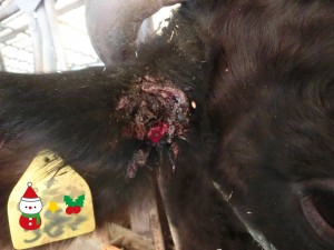耳血腫 (2)