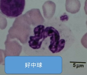 好中球