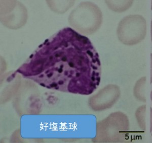 好塩基球