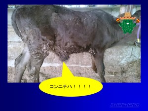 toda_0095_03