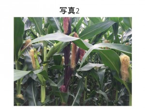 naoya_001-02
