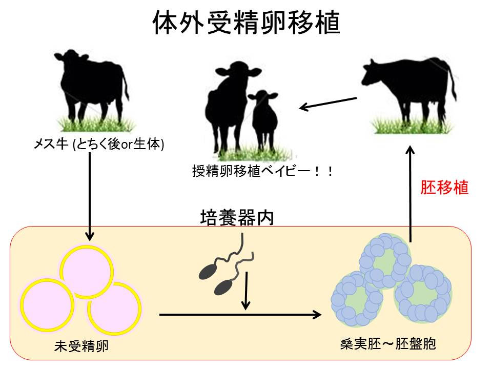 牛だって不妊治療⑦ | 有限会社シェパード中央家畜診療所