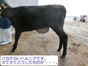 hasu_459_01
