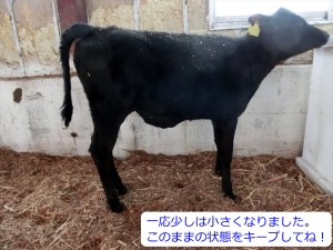 hasu_459_03