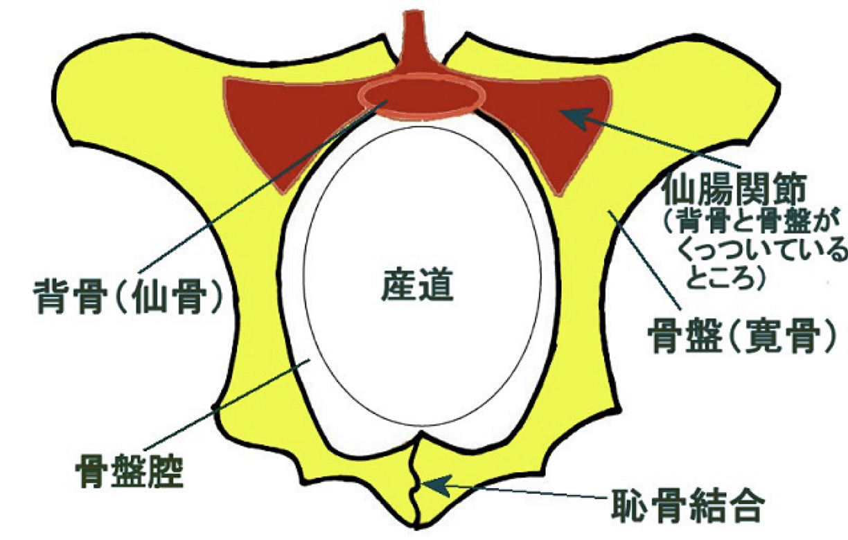 恥骨 出 てる Article